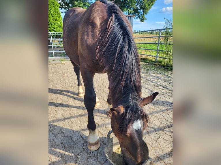 Noriker Hengst 1 Jahr 163 cm Rappe in Meckenheim