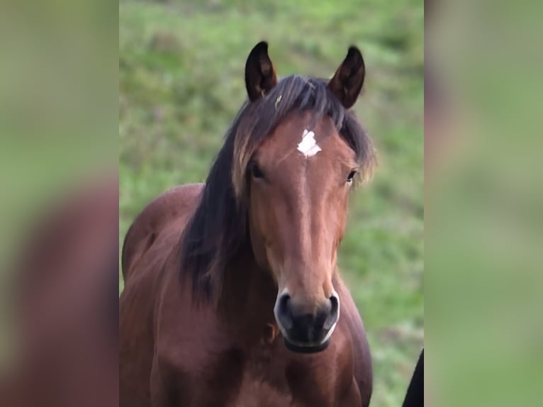 Noriker Hengst 1 Jahr 164 cm Brauner in Krakaudorf