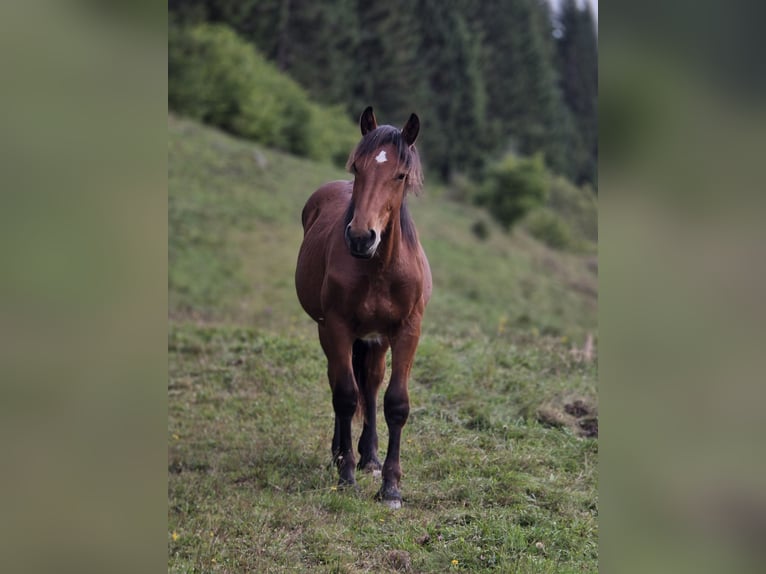Noriker Hengst 1 Jahr 164 cm Brauner in Krakaudorf