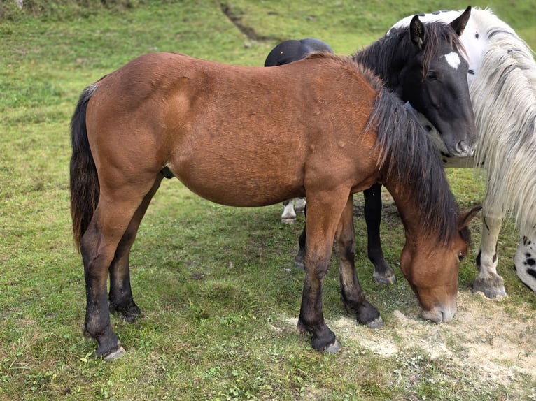 Noriker Hengst 1 Jahr 164 cm Brauner in Krakaudorf