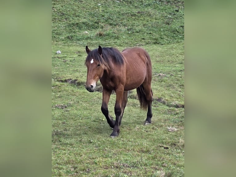 Noriker Hengst 1 Jahr 164 cm Brauner in Krakaudorf