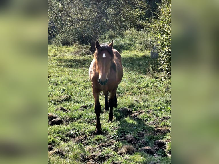 Noriker Hengst 1 Jahr 164 cm Brauner in Krakaudorf