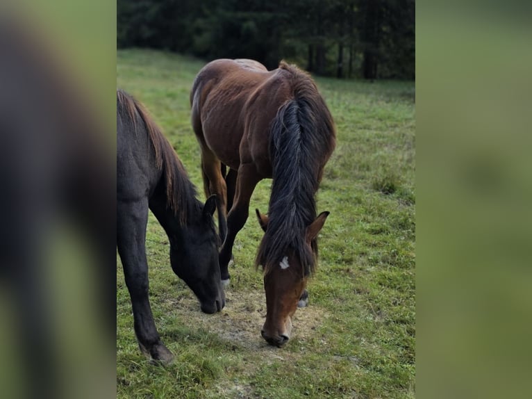 Noriker Hengst 1 Jahr 164 cm Brauner in Krakaudorf