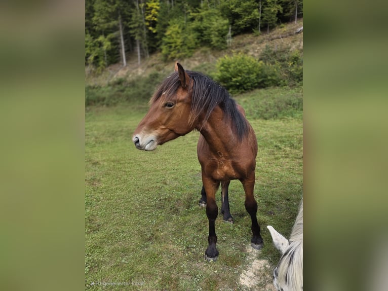 Noriker Hengst 1 Jahr 164 cm Brauner in Krakaudorf
