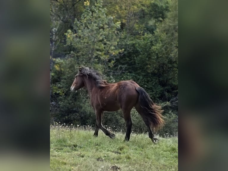 Noriker Hengst 1 Jahr 164 cm Brauner in Krakaudorf