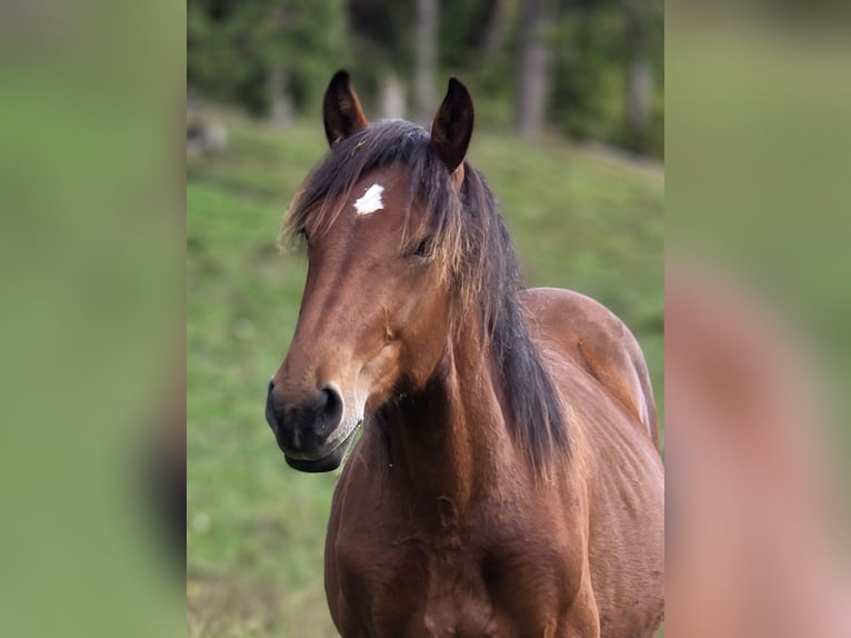 Noriker Hengst 1 Jahr 164 cm Brauner in Krakaudorf