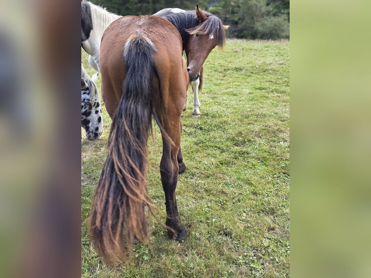 Noriker Hengst 1 Jahr 164 cm Brauner in Krakaudorf