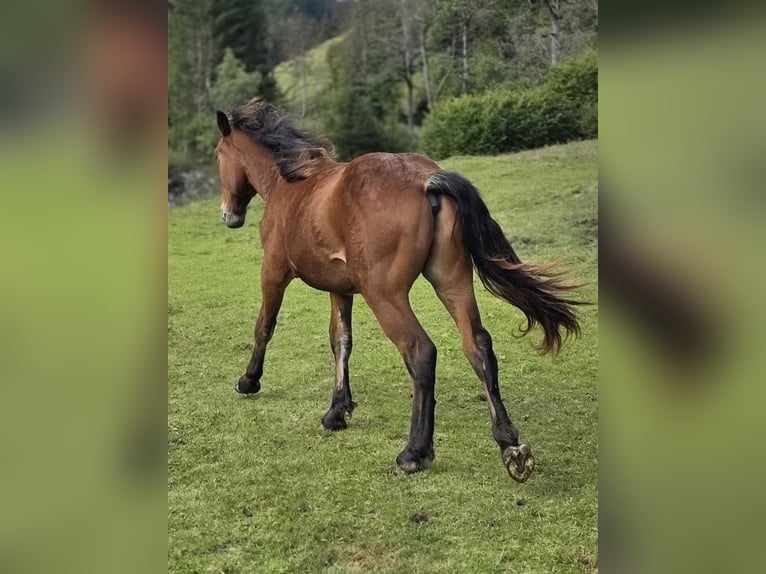 Noriker Hengst 1 Jahr 164 cm Brauner in Krakaudorf