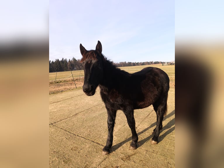 Noriker Hengst 1 Jahr 164 cm Rappe in Michelstadt
