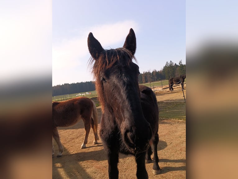 Noriker Hengst 1 Jahr 164 cm Rappe in Michelstadt