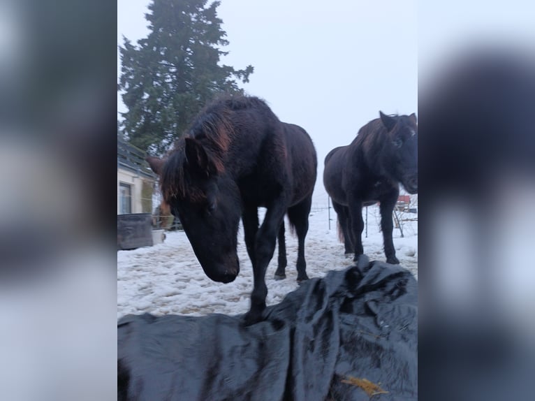 Noriker Hengst 1 Jahr 164 cm Rappe in Michelstadt