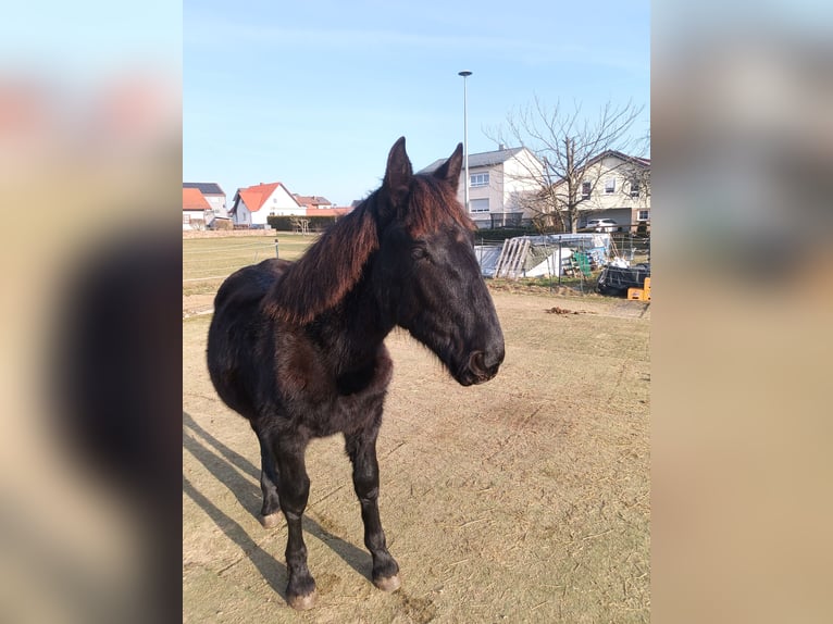 Noriker Hengst 1 Jahr 164 cm Rappe in Michelstadt