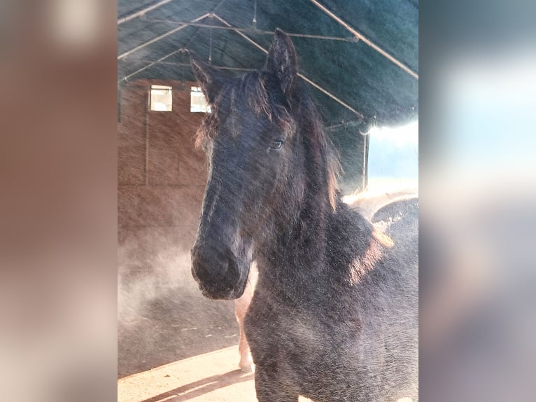 Noriker Hengst 1 Jahr 164 cm Rappe in Michelstadt