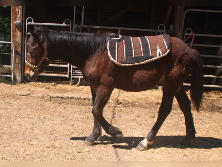 Noriker Mix Hengst 1 Jahr 165 cm Rappe in Gemmerich