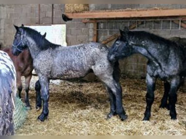 Noriker Hengst 1 Jahr 166 cm in Küßnach