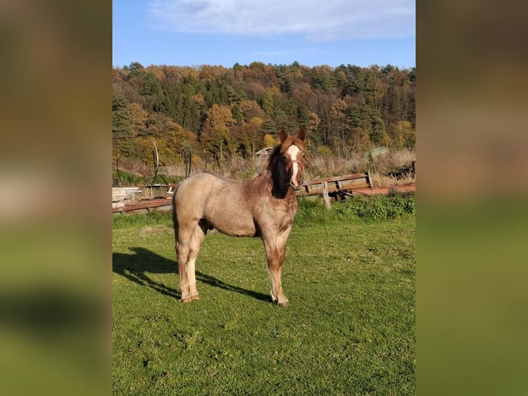 Noriker Hengst 1 Jahr in Ptuj