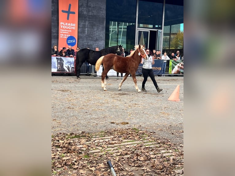 Noriker Hengst 1 Jahr Fuchs in Feldkirch