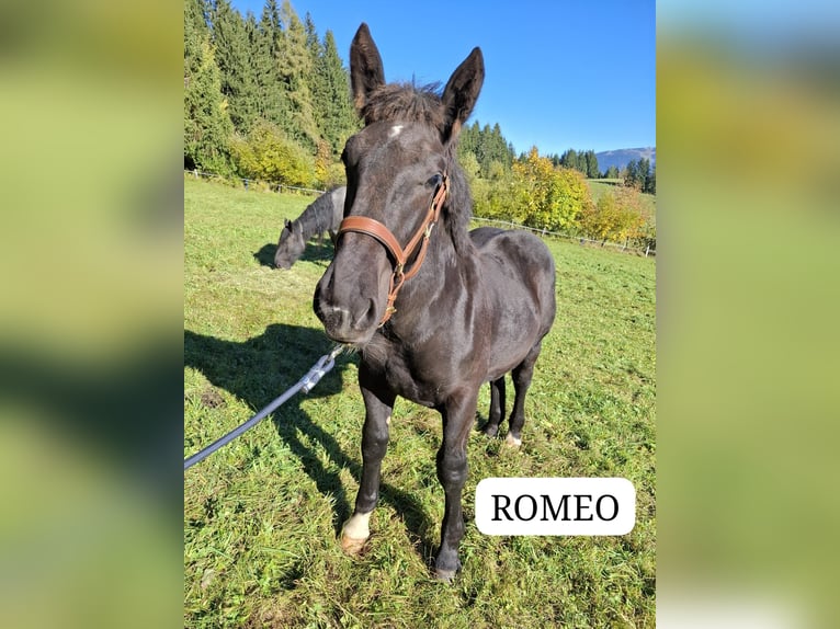 Noriker Hengst 1 Jahr Rappe in St. Johann im Pongau
