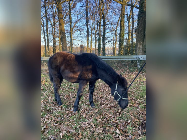 Noriker Hengst 1 Jahr Rappe in Wegberg