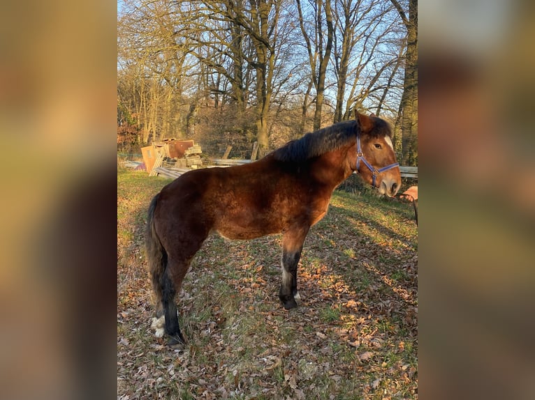 Noriker Hengst 1 Jahr Rappe in Wegberg