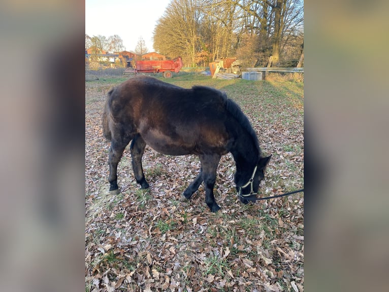 Noriker Hengst 1 Jahr Rappe in Wegberg