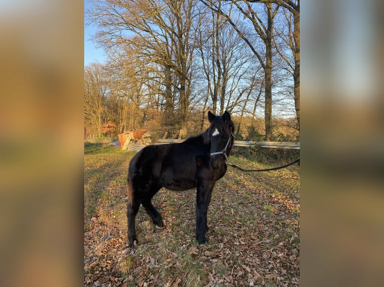 Noriker Hengst 1 Jahr Rappe in Wegberg