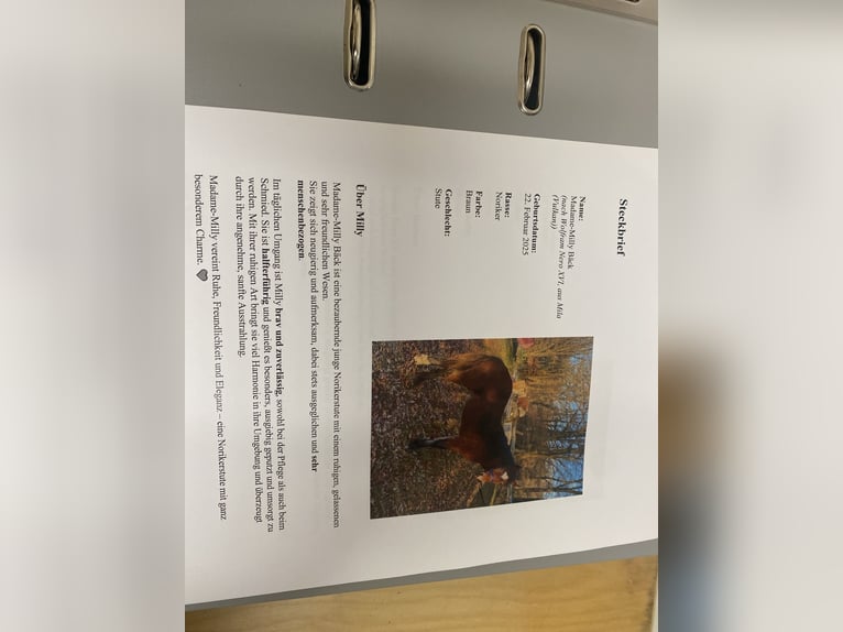 Noriker Hengst 1 Jahr Rappe in Wegberg