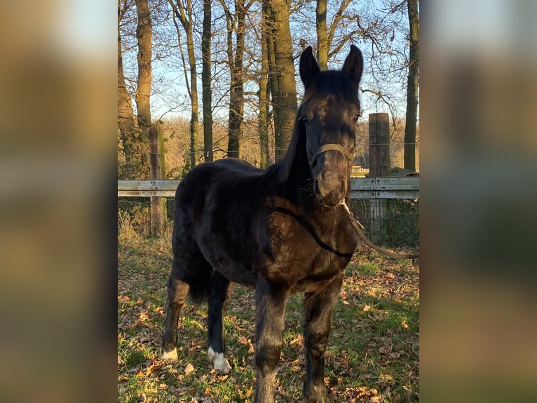 Noriker Hengst 1 Jahr Rappe in Wegberg