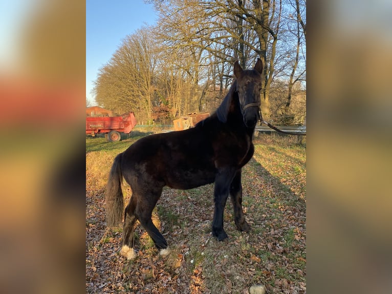 Noriker Hengst 1 Jahr Rappe in Wegberg