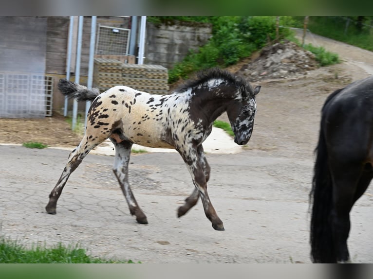 Noriker Hengst 1 Jahr in Klettgau