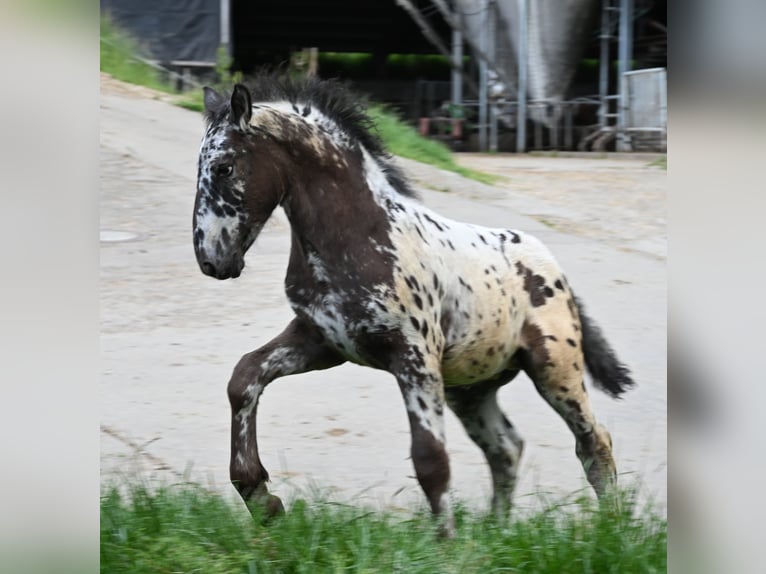 Noriker Hengst 1 Jahr in Klettgau