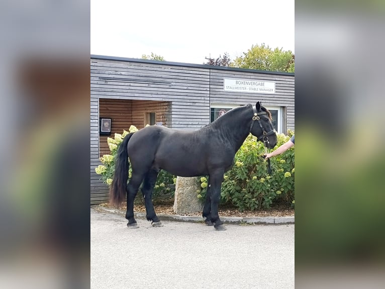 Noriker Hengst 2 Jaar 159 cm Zwart in Weibnitz