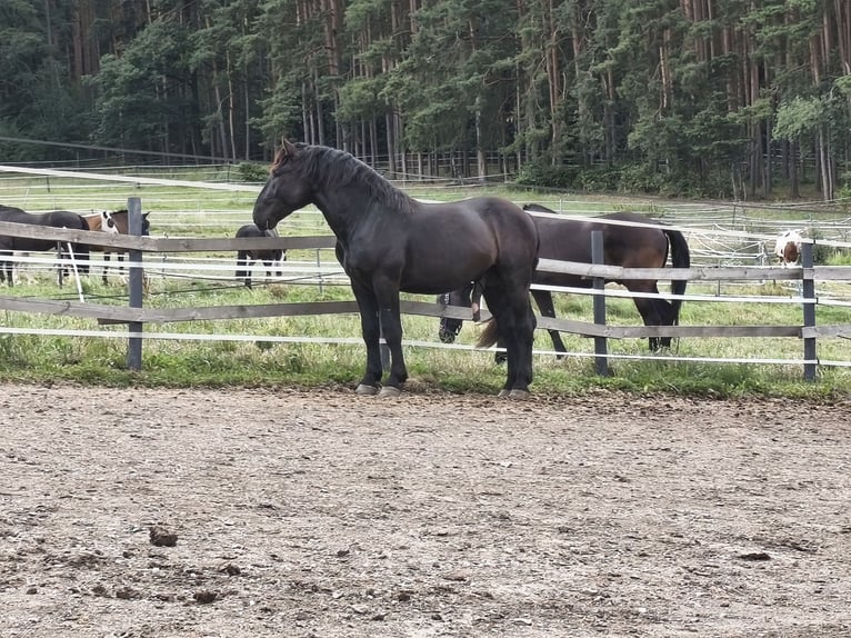 Noriker Hengst 2 Jaar 159 cm Zwart in Weibnitz