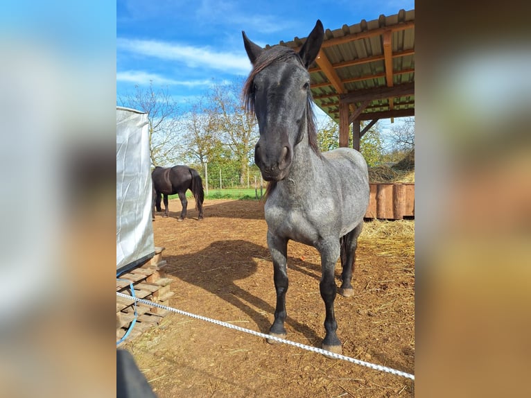 Noriker Hengst 2 Jaar 160 cm Blauwschimmel in Loipersbach im Burgenland Noriker Hengst 2 Jaar 160 cm Blauwschimmel in Loipersbach im Burgenland