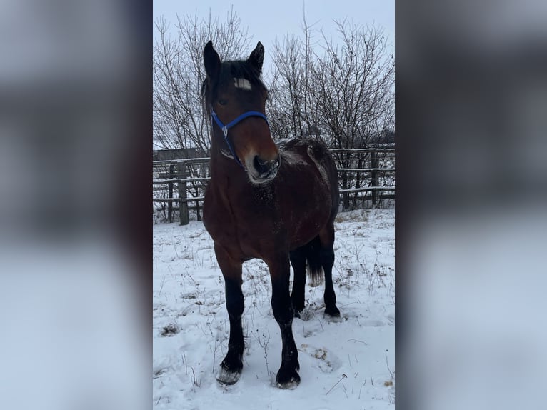 Noriker Hengst 2 Jaar 160 cm Bruin in Wien, Favoriten