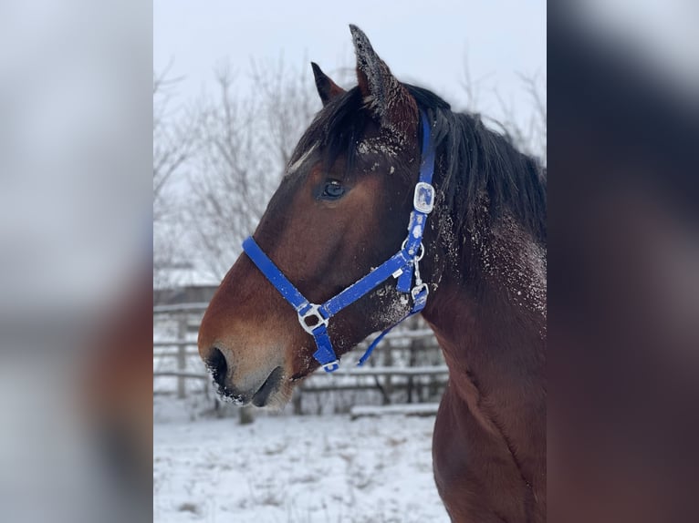 Noriker Hengst 2 Jaar 160 cm Bruin in Wien, Favoriten