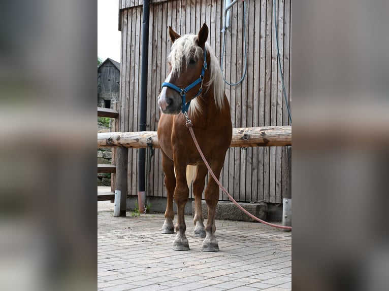 Noriker Hengst 2 Jaar 160 cm Donkere-vos in KomauKronegg