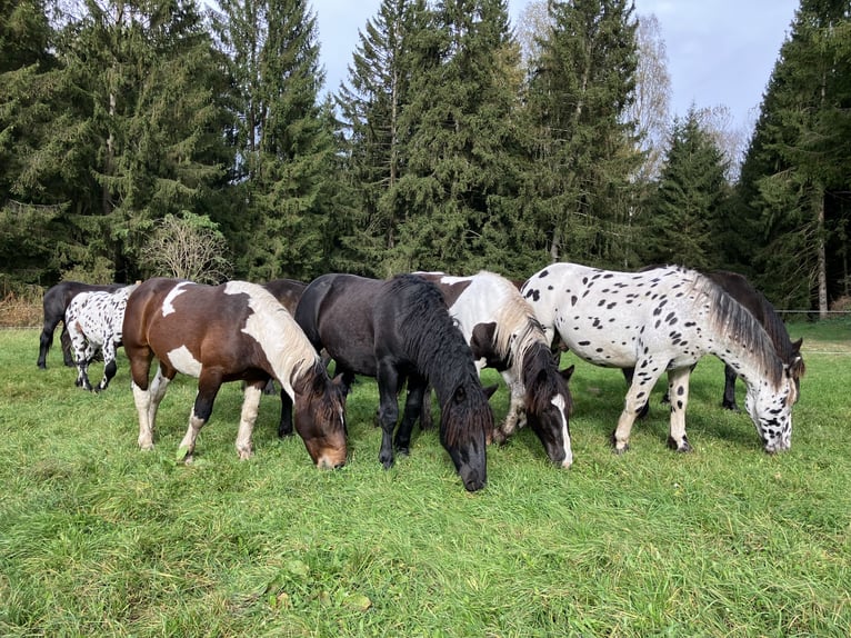Noriker Hengst 2 Jaar 160 cm Gevlekt-paard in Ingoldingen