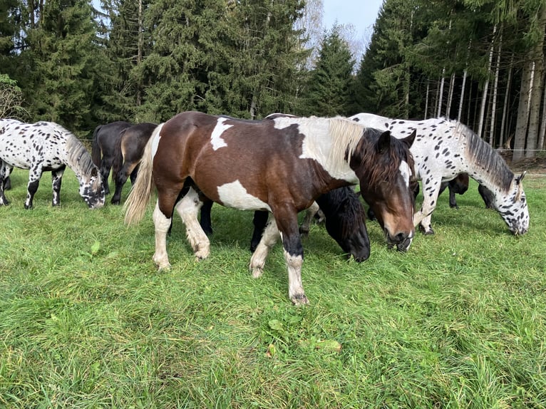 Noriker Hengst 2 Jaar 160 cm Gevlekt-paard in Ingoldingen