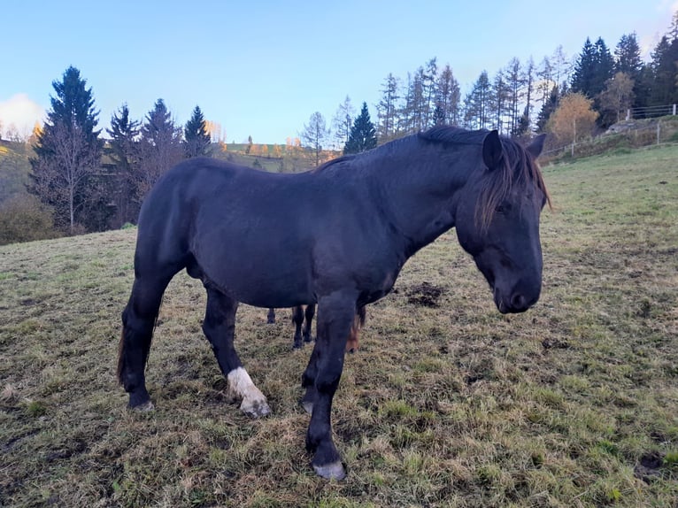 Noriker Hengst 2 Jaar 160 cm Zwart in St.Peter am Kammersberg Noriker Hengst 2 Jaar 160 cm Zwart in St.Peter am Kammersberg