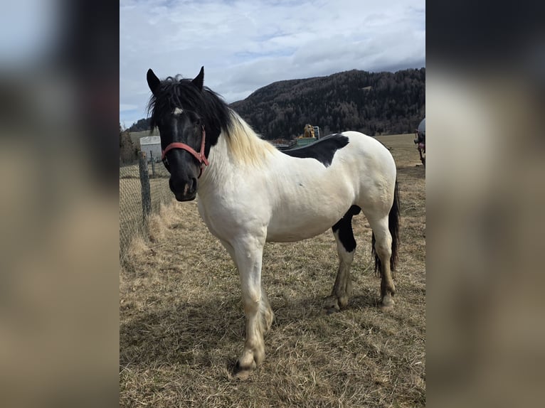 Noriker Hengst 2 Jaar 164 cm Gevlekt-paard in Krakau