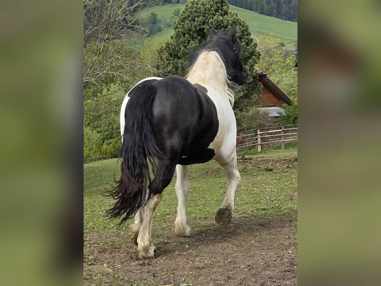 Noriker Hengst 2 Jaar 164 cm Gevlekt-paard in Krakau