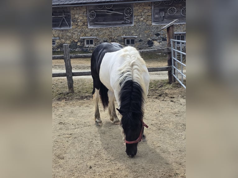 Noriker Hengst 2 Jaar 164 cm Gevlekt-paard in Krakau