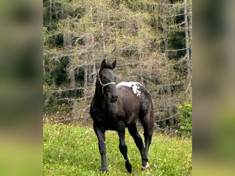 Noriker Hengst 2 Jaar Appaloosa in Kammersberg