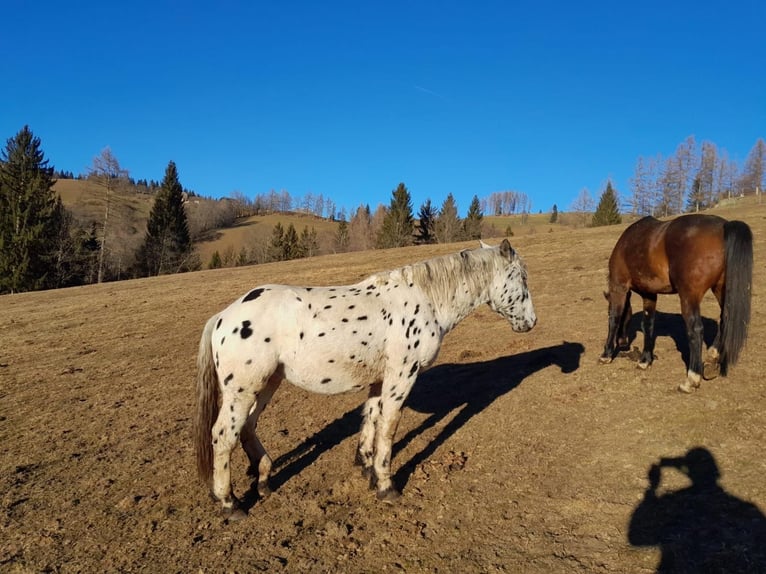 Noriker Hengst 2 Jaar Appaloosa in Kammersberg