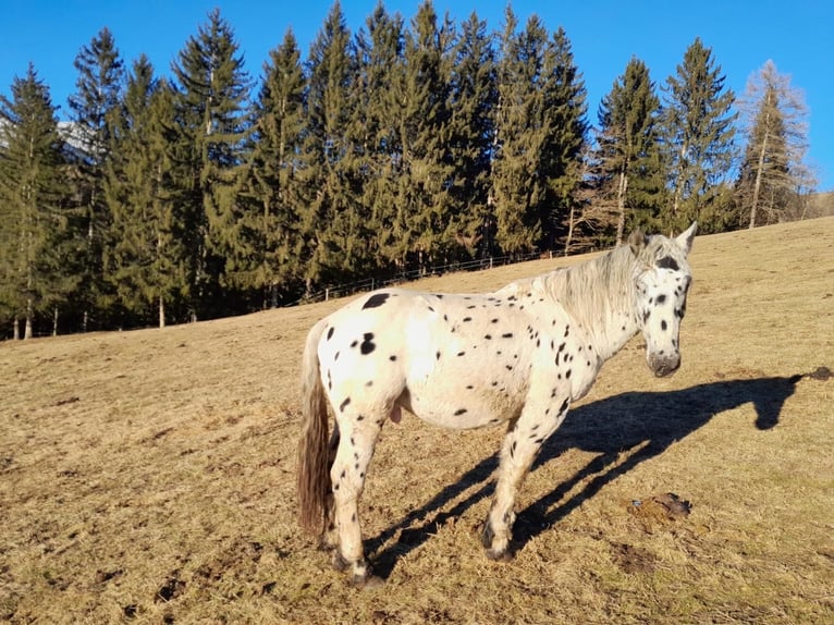 Noriker Hengst 2 Jaar Appaloosa in Kammersberg