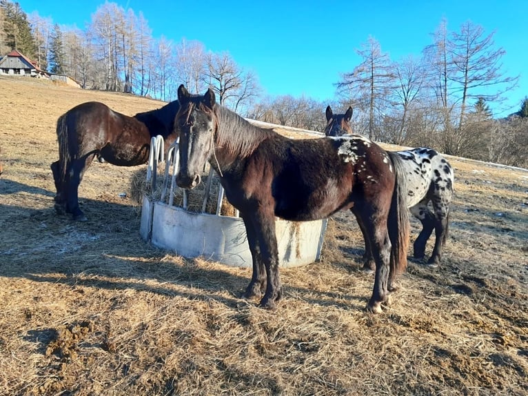 Noriker Hengst 2 Jaar Appaloosa in Kammersberg