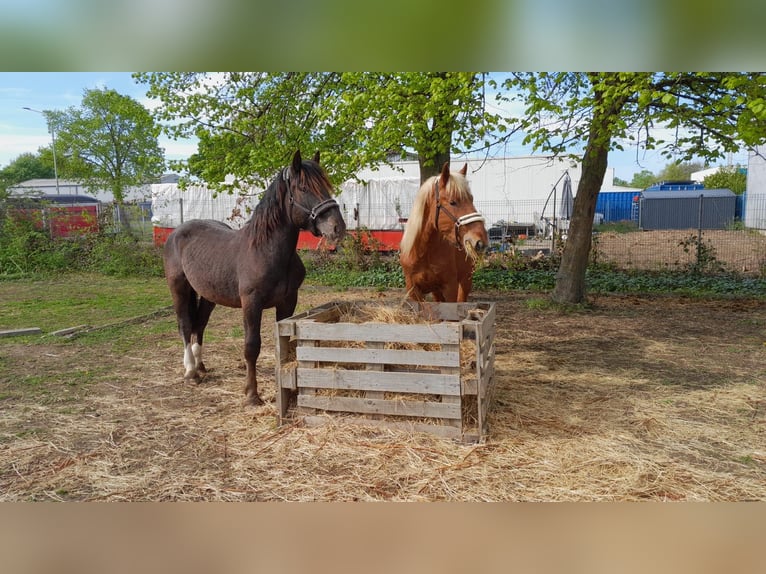 Noriker Hengst 2 Jaar in Birkenfeld