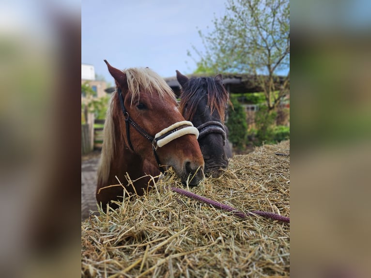 Noriker Hengst 2 Jaar in Birkenfeld