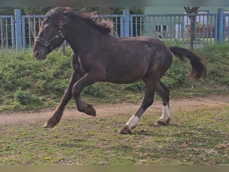 Noriker Hengst 2 Jaar in Birkenfeld
